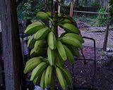 A picture of step 1 of Banana ripening.