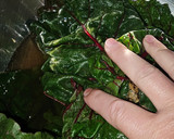 Foto del paso 1 de la receta: Acelgas rojas al ajillo