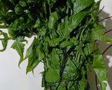 Foto langkah ke 1 dari resep Gulai pakis.