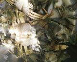 Hình bước làm 1 của món Bánh Canh Cua