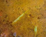 Foto del paso 3 de la receta: Arroz con conejo