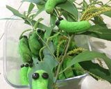 Foto langkah ke 7 dari resep Caterpillar cookies keju.