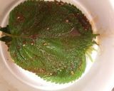 A picture of step 4 of Soy Sauce Marinated Egoma Leaves (Kennip).