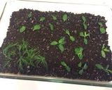 A picture of step 8 of Garden Pudding.