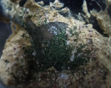 Foto del paso 2 de la receta: Salsa de mejillones