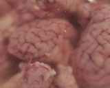 🧠🐷🤯🤤 Velős pirítós recept fázis 1 fotója