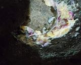 Foto langkah ke 1 dari resep Bekal sekolah, Tumis jamur kuping (1077).