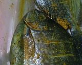 Foto langkah ke 1 dari resep Ikan Baronang Sambal Dabu-Dabu.