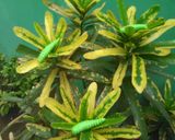 Foto langkah ke 7 dari resep 22.Caterpillar cookies mirip aslinya #bikinramadanberkesan.