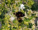 Foto langkah ke 6 dari resep Tumis Bunga Pepaya, Daun Pepaya Jepang, Teri Saos Tiram.