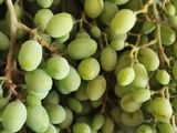 لواشک غوره