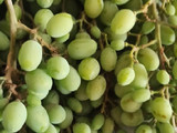 لواشک غوره