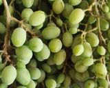 عکس مرحله 1 از دستور لواشک غوره
