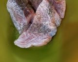 Foto del paso 1 de la receta: Pescado con Eneldo