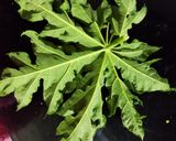 A picture of step 1 of Papaya Leaves Juice.