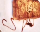 Une image de l'étape 5 de Brioche perdue a la djamicoo.