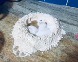 Foto del paso 1 de la receta: Pan lactal integral con semillas