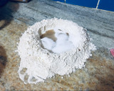 Foto del paso 1 de la receta: Pan lactal integral con semillas