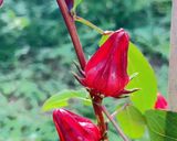 Foto langkah ke 1 dari resep Es Bunga Rosella Jeruk Purut.