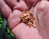 Foto del paso 3 de la receta: Chícharos salteados con alcaparras y cebolla morada