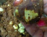A picture of step 6 of Sonth aur gond ke ladoo (sonthaura).