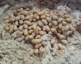 A picture of step 6 of Homemade Miso Made In a Plastic Storage Container (Sweet or Not So Salty Version).