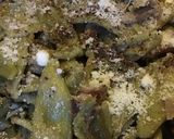 Une image de l'étape 3 de Timbale de foglie aux épinards avec cèpes lardons et parmesan.