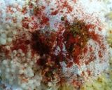 उपासाचे साबुदाणा थालिपीठ (upvasache sabudana thalipeeth recipe in marathi) रेसिपी स्टेप 2 फोटो