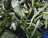 Foto langkah ke 1 dari resep Sayur Bening.