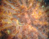 A picture of step 6 of Hawaiian inspired casserole.