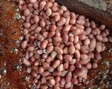 Foto langkah ke 4 dari resep Ampyang Kacang Tanah.