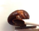 A picture of step 1 of Precious Gems - Candied Chestnuts in their Inner Skins.