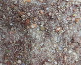 Foto del paso 5 de la receta: Granola al cacao, con pepitas de chocolate