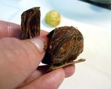 A picture of step 5 of Peeling Chestnuts Using a Pressure Cooker.