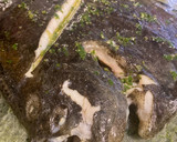Foto del paso 6 de la receta: Rodaballo al horno en salsa