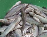 รูปขั้นตอนการทำที่ 1 ของ ปลาส้ม(ปลาใส่ฟอง)🐟🐟