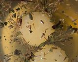 Foto del paso 3 de la receta: Limonada endulzada con stevia natural 🍋 2 opciones de cómo consumir la planta 🪴