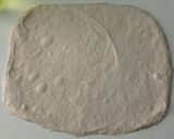 Foto langkah ke 5 dari resep Oregano Basil Cheddar Sourdough Bread (Oven Tangkring).