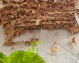 Foto del paso 20 de la receta: 176. Tarta de Galletas, Leche Condensada y Chocolate