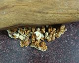A picture of step 1 of Walnut fudge.