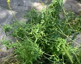 A picture of step 1 of Skillet Spaghetti with Wild Mustard Greens Pesto.