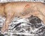 A picture of step 1 of One Whole Piglet BBQ'ed.