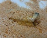 A picture of step 4 of Crispy Curried Sardine.