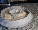 Foto del paso 11 de la receta: Flan de Maicena y como convertirlo en TARTA (festejando mi receta 500)