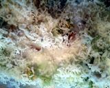 A picture of step 4 of Easy Chicken and Broccoli Divan.