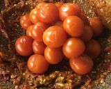 Foto langkah ke 3 dari resep Sambel terasi mentah / bajak.