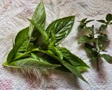 Caprese az olaszok kedvenc előétele recept fázis 2 fotója