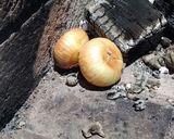 Foto del paso 1 de la receta: Cebollas a las brasas