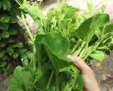 Hình bước làm 1 của món Cá rô đồng hấp đọt bầu