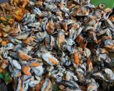 Foto langkah ke 3 dari resep 158 》Oseng Kerang Dara 💞.